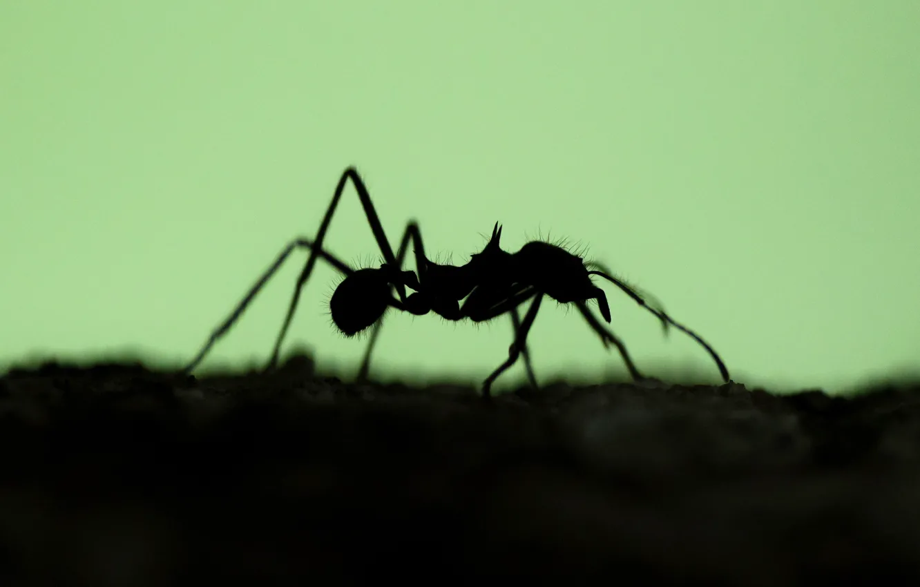 Photo wallpaper nature, silhouette, ant, insect
