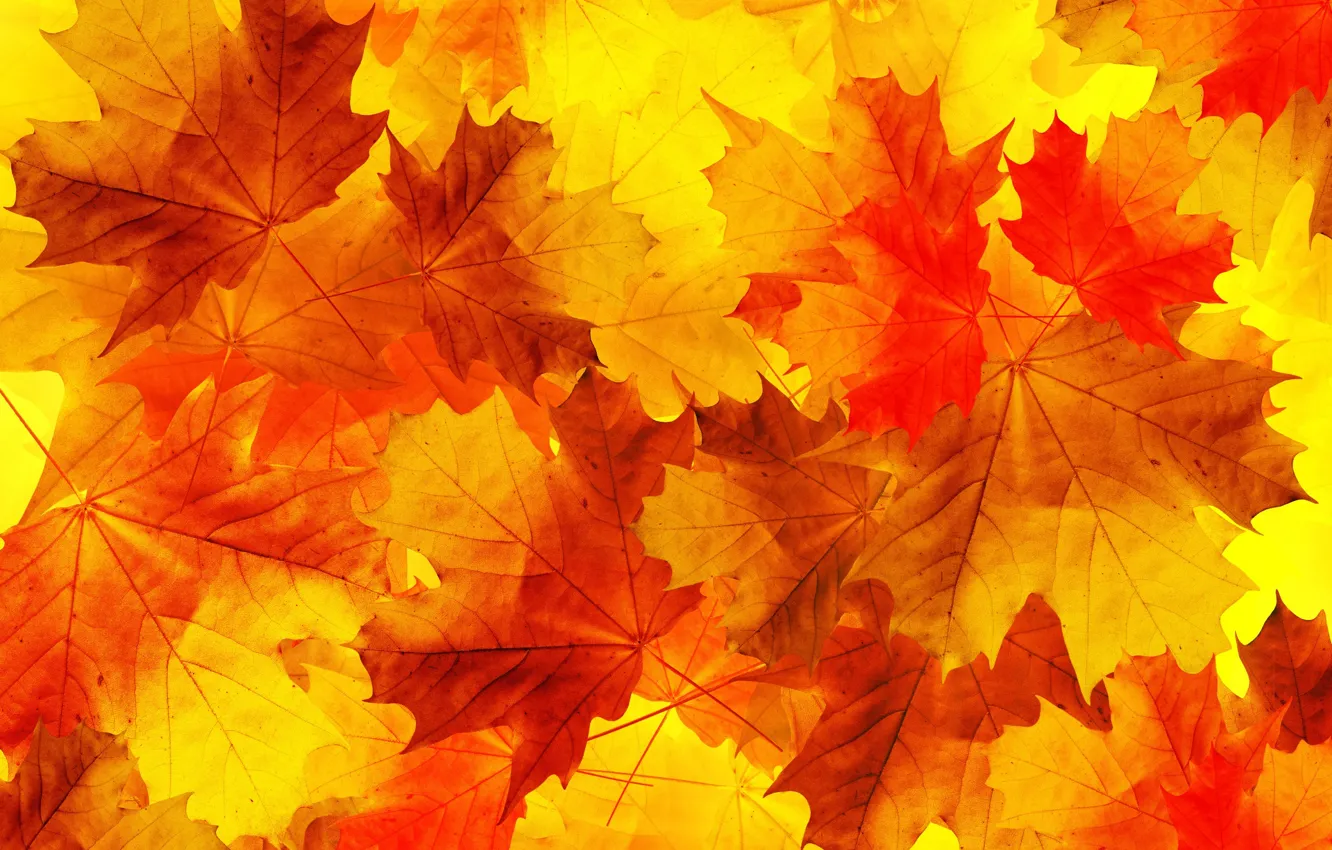 Photo wallpaper autumn, leaves, maple leaves, oak leaves