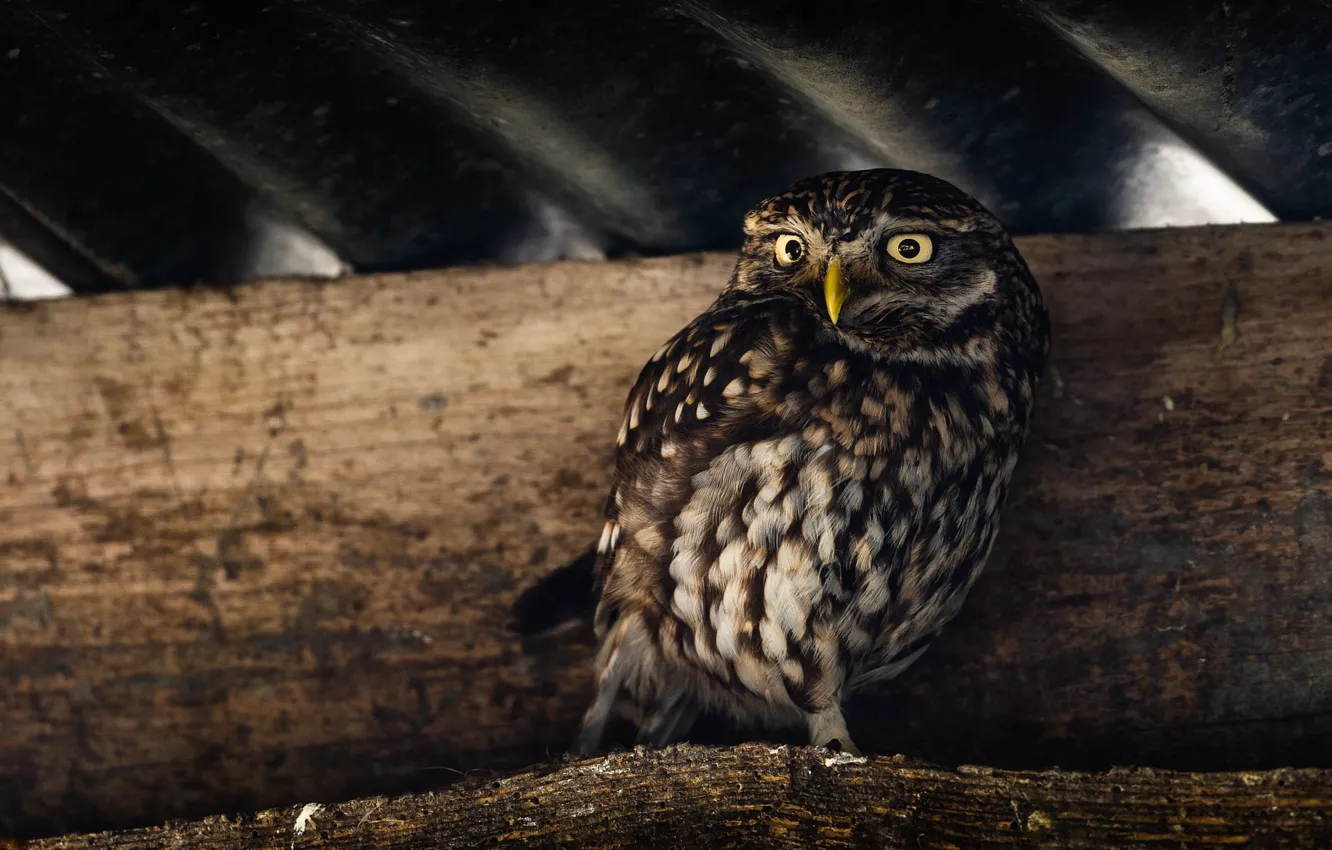 Photo wallpaper roof, the dark background, owl, bird, log, owl