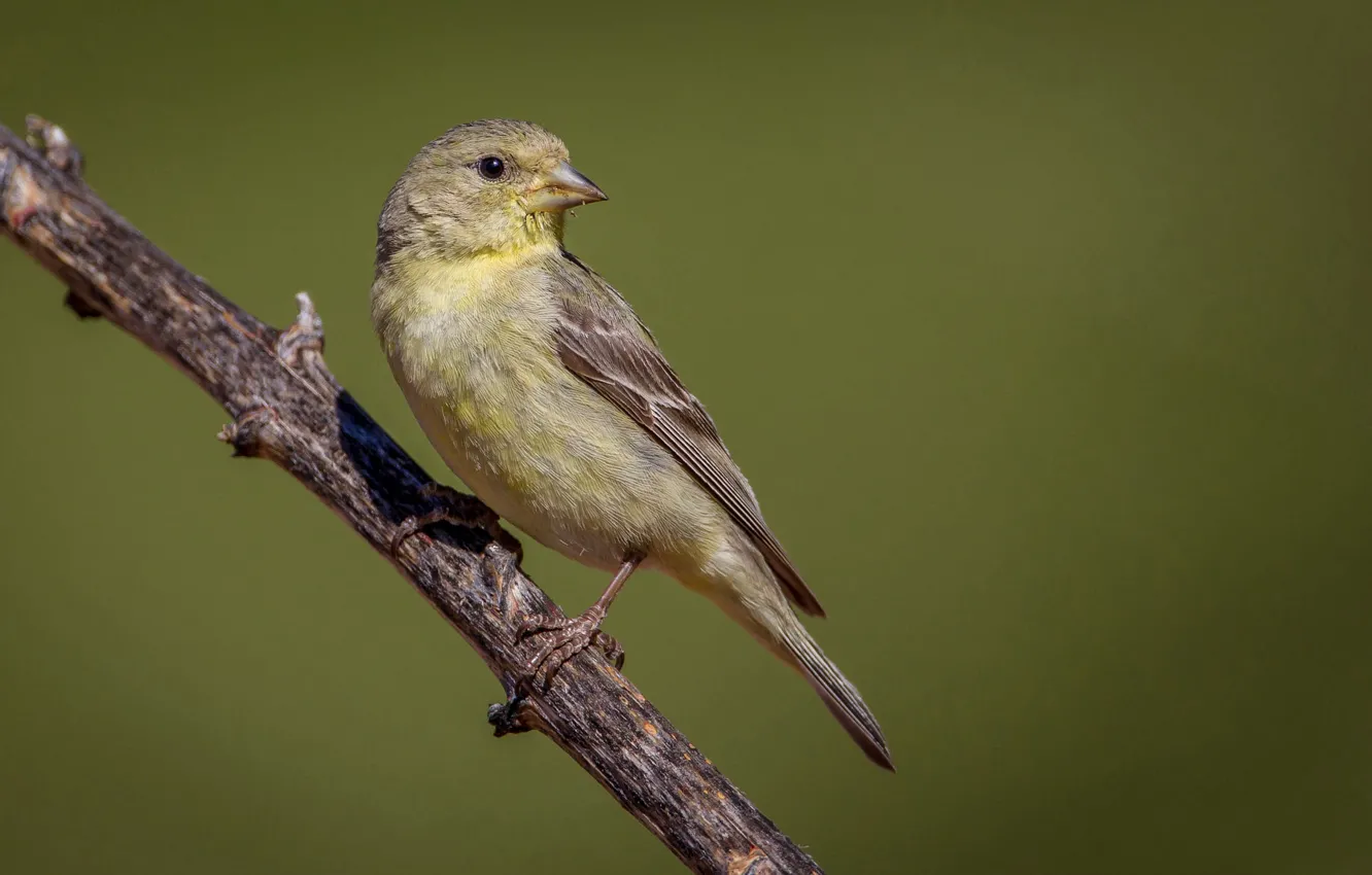Photo wallpaper bird, branch, beak, tail