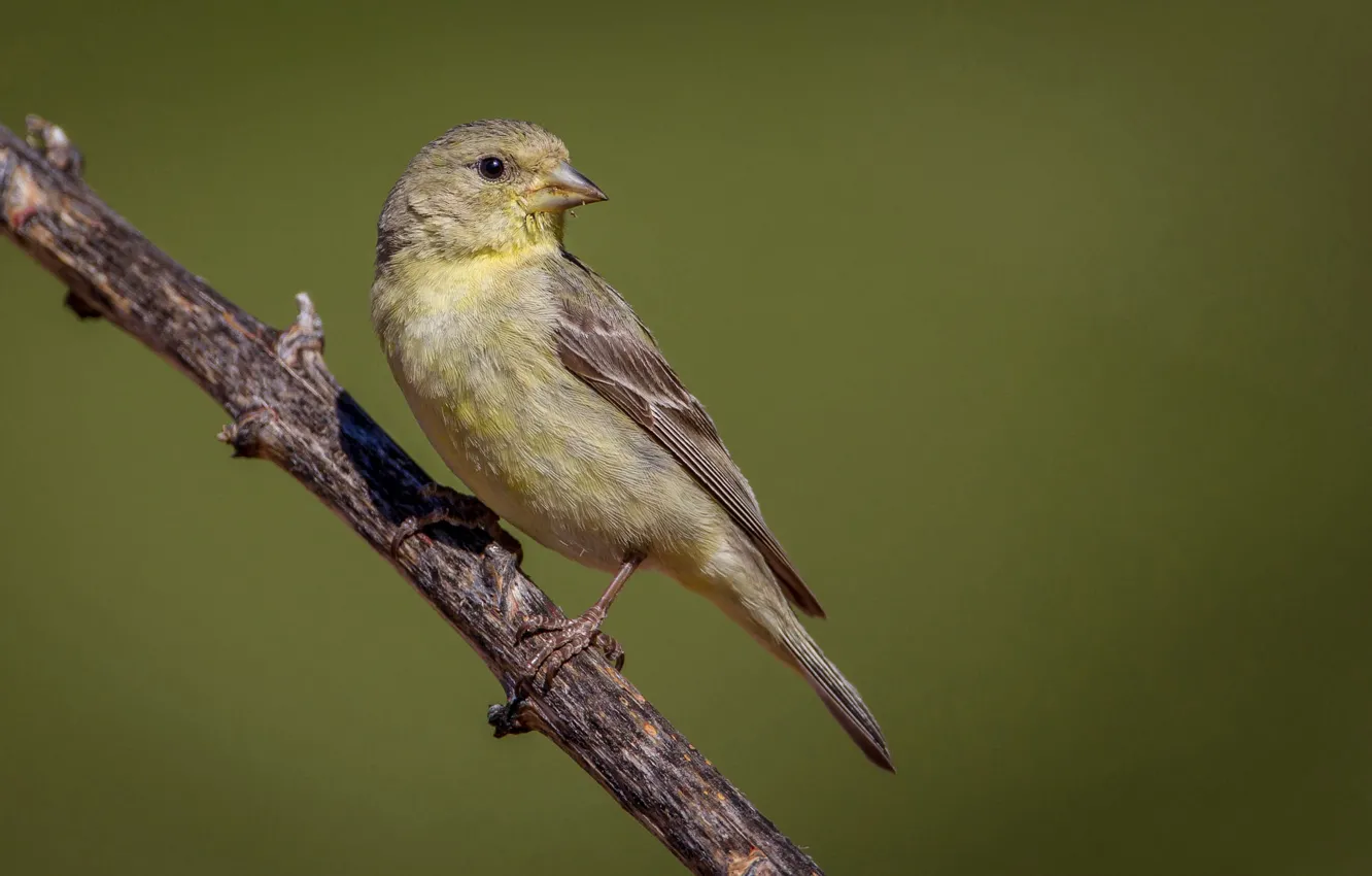Photo wallpaper branches, bird, beak, tail