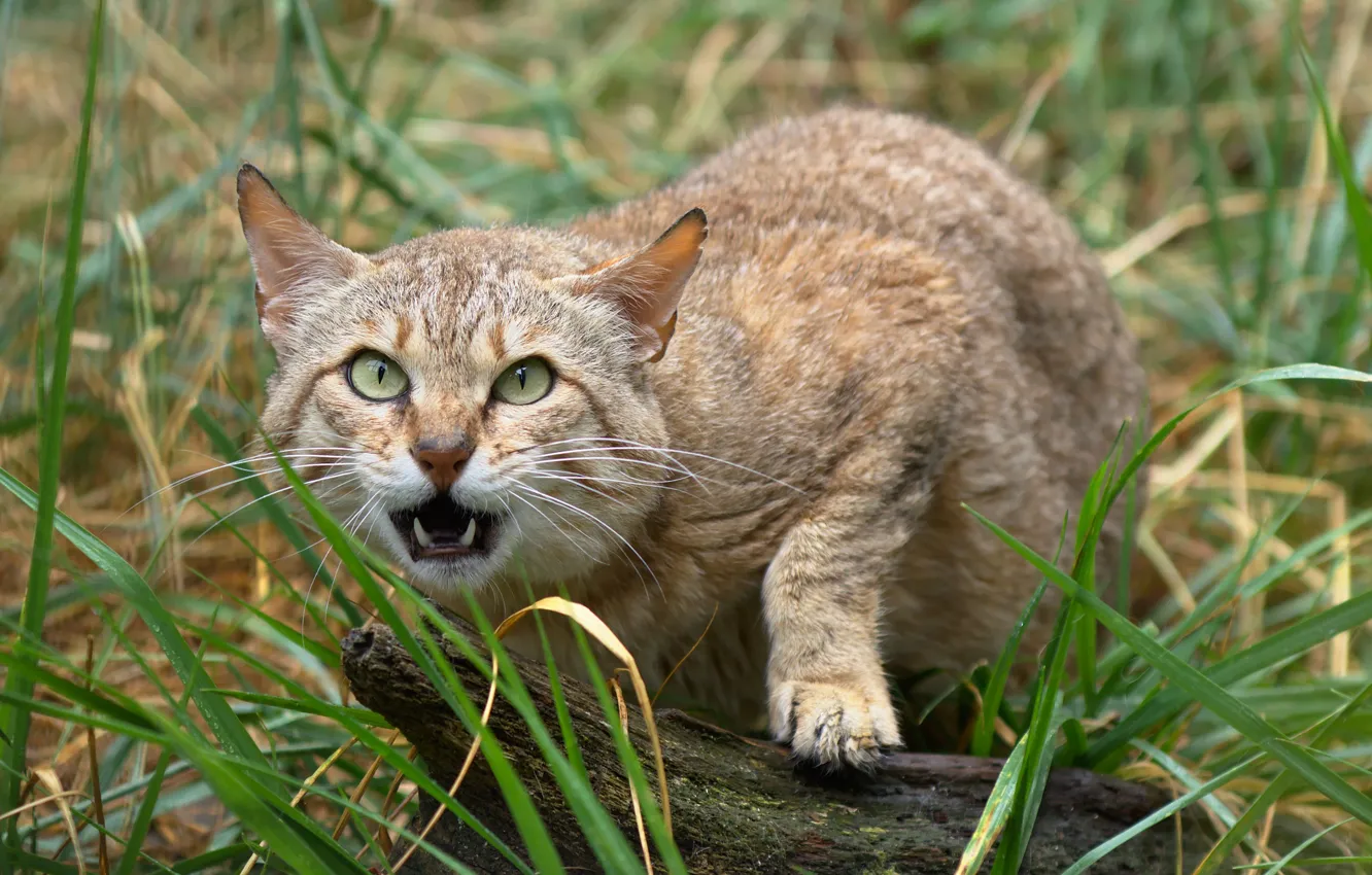 Photo wallpaper face, fangs, wild cat, Scottish, The Scottish Wildcat