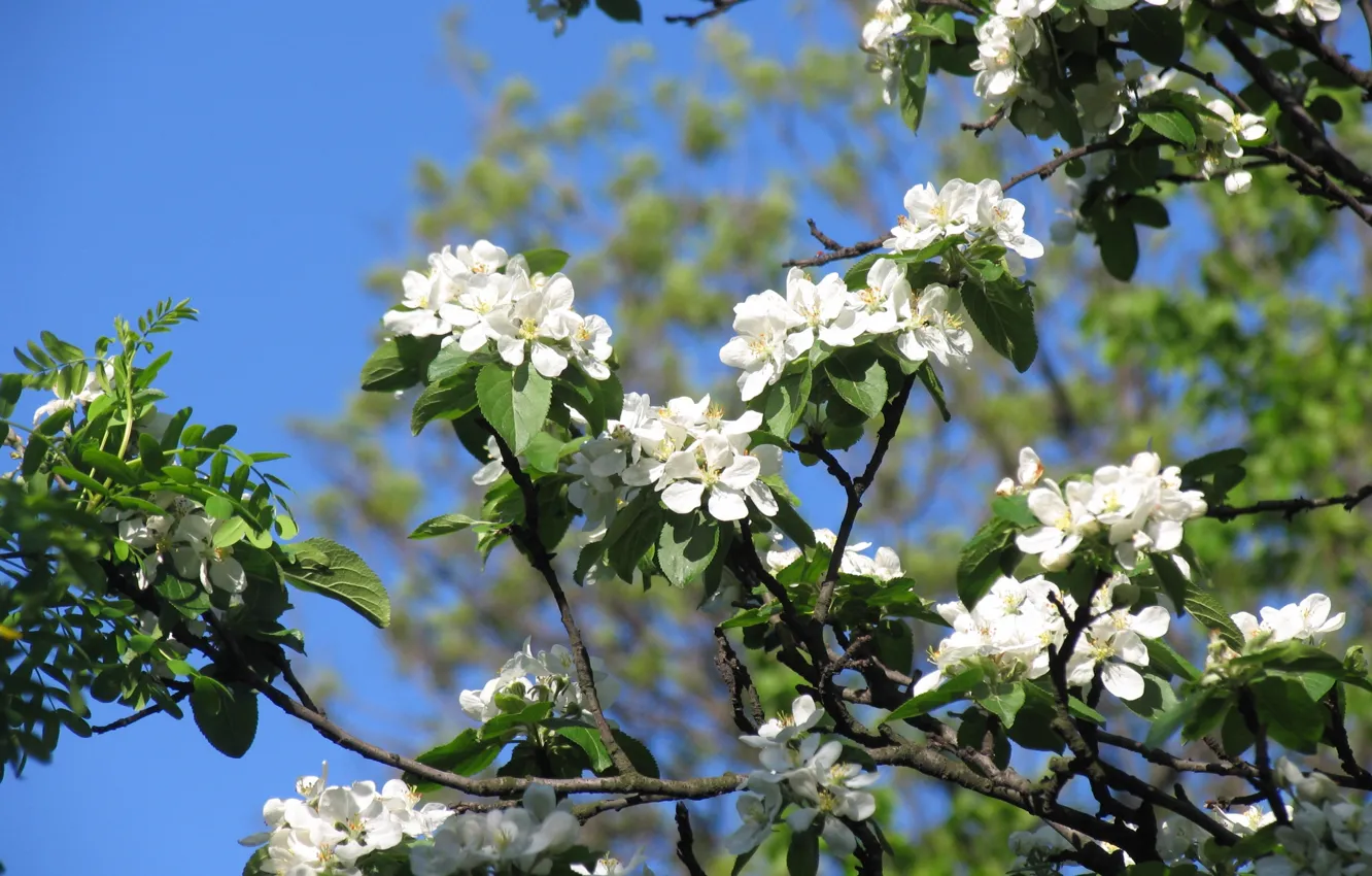 Photo wallpaper flowers, branches, beauty, spring, petals, gentle, white, white