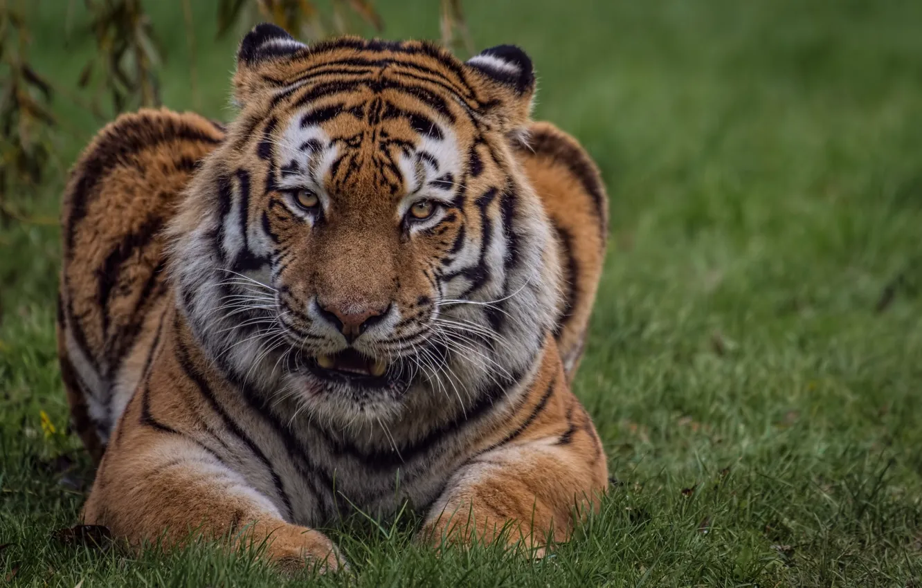 Photo wallpaper cat, look, nature, tiger, weed