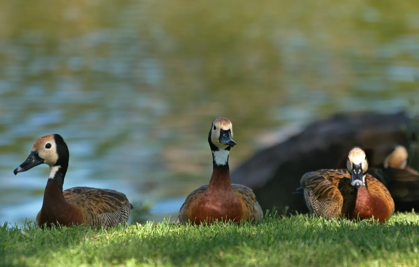 Photo wallpaper water, bird, duck, feathers