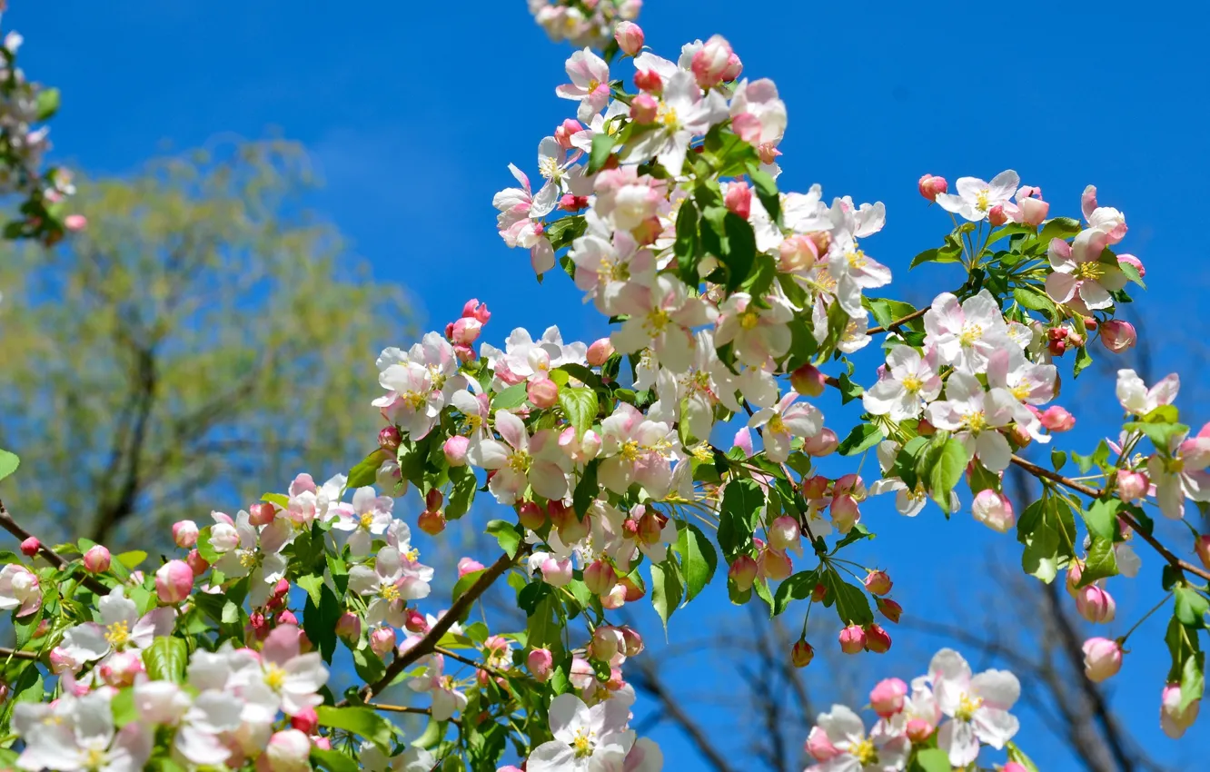 Photo wallpaper branches, spring, Apple, flowering