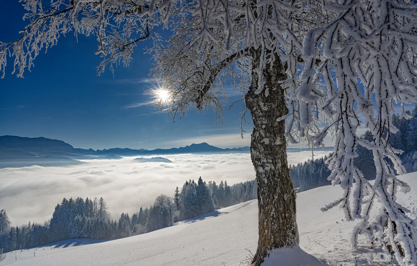 Photo wallpaper winter, frost, field, forest, the sky, the sun, light, snow