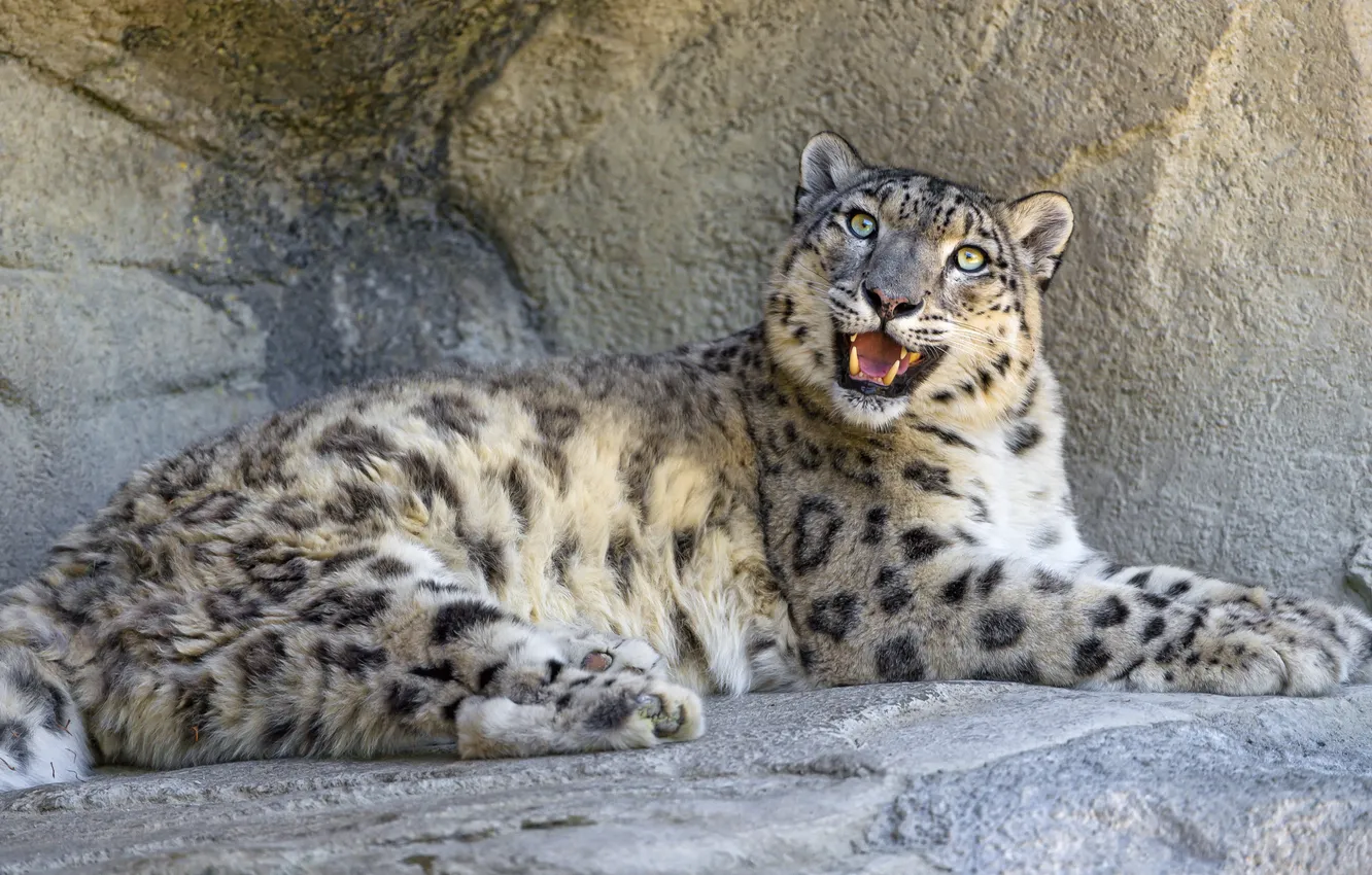 Photo wallpaper cat, look, stone, IRBIS, snow leopard, ©Tambako The Jaguar