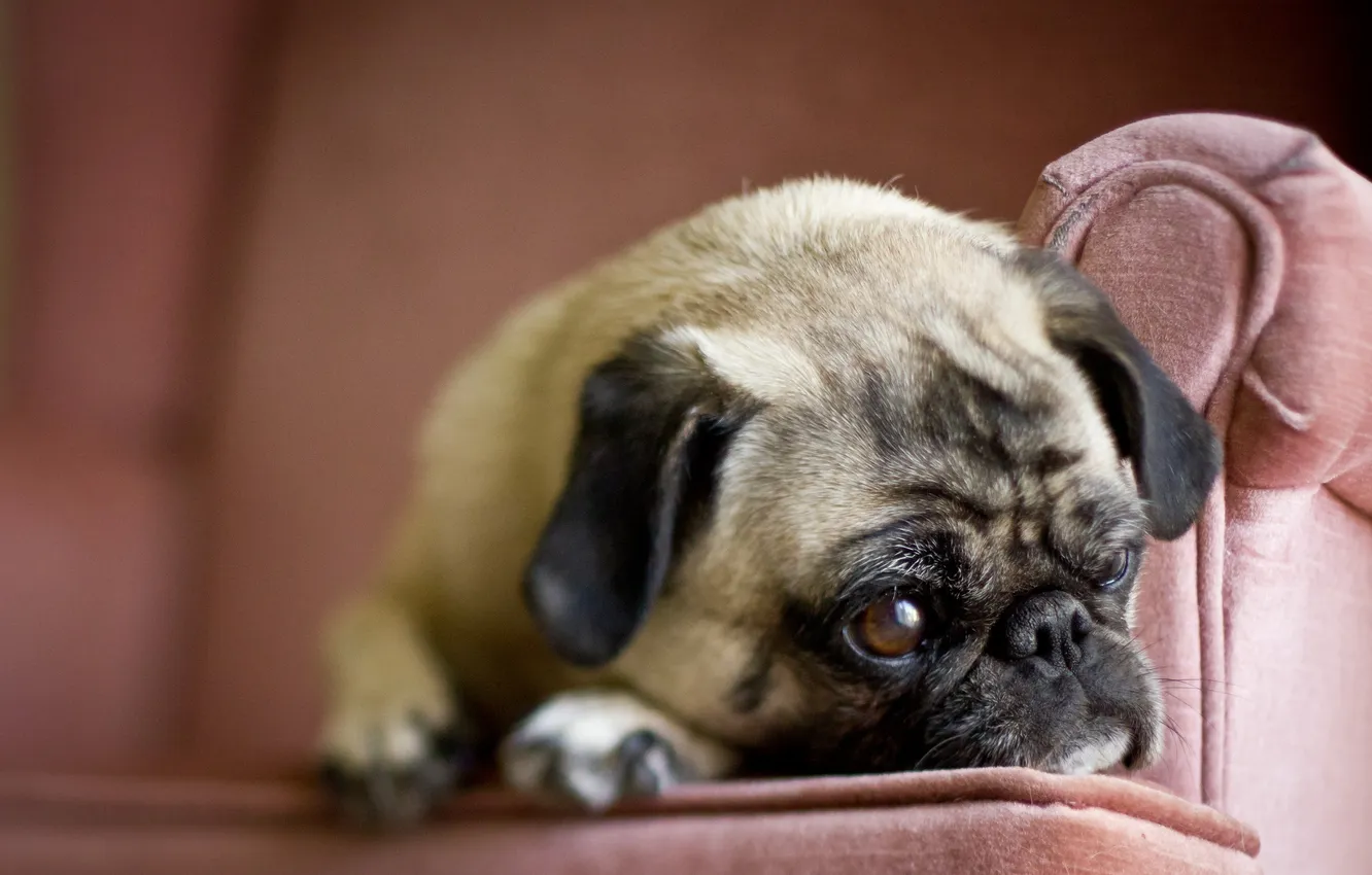 Photo wallpaper look, each, dog