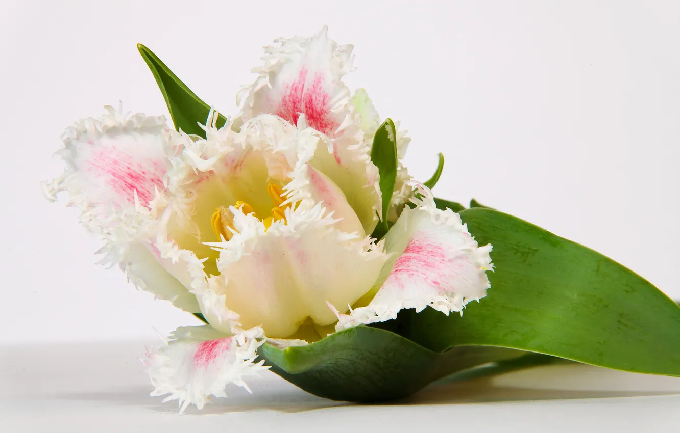 Photo wallpaper flower, photo, Tulip