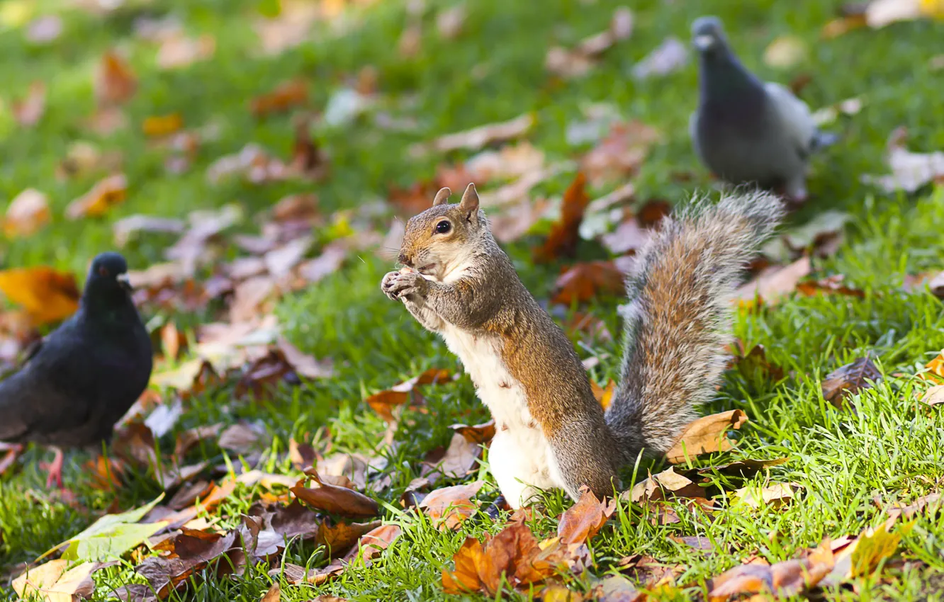 Photo wallpaper grass, leaves, yellow, nature, bird, protein, pigeons, nuts