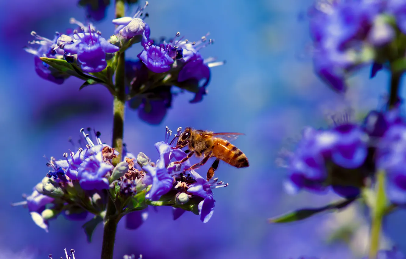 Photo wallpaper macro, flowers, bee, plant, insect
