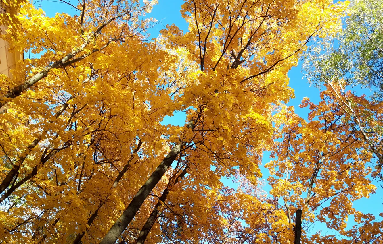 Photo wallpaper the sky, Trees, autumn leaves