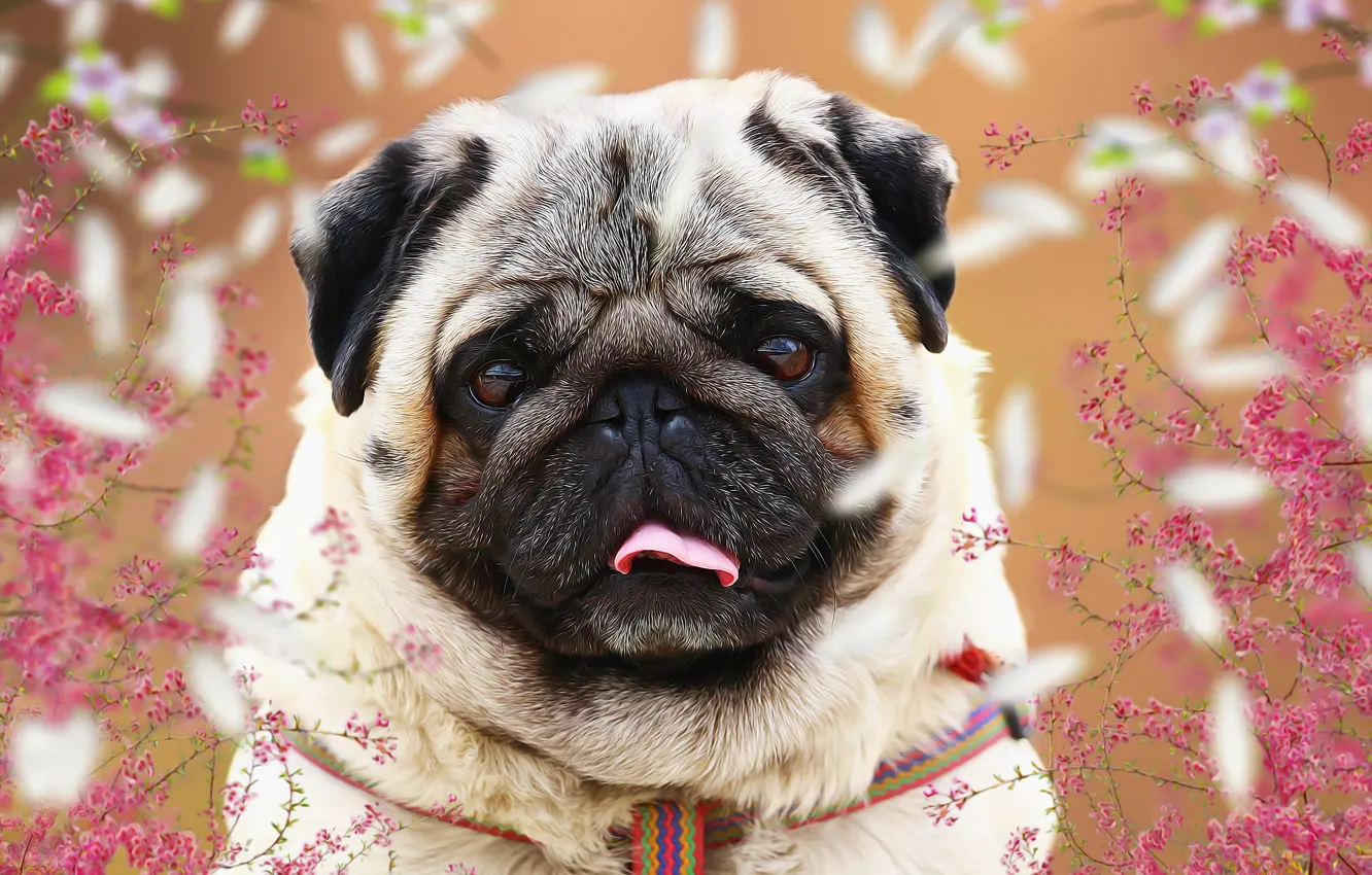 Photo wallpaper language, background, each, spring, pug