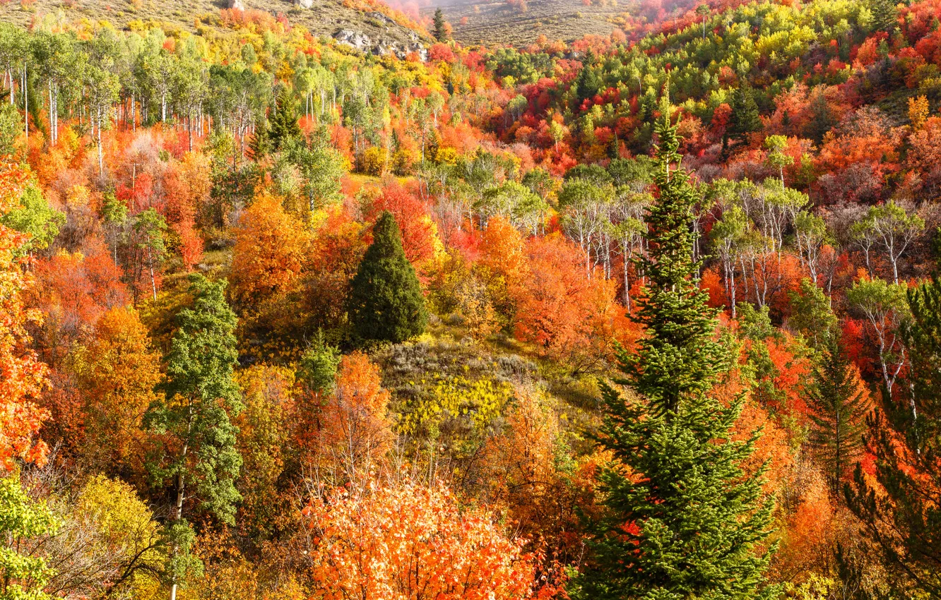 Photo wallpaper autumn, forest, trees, mountains, hills, slope