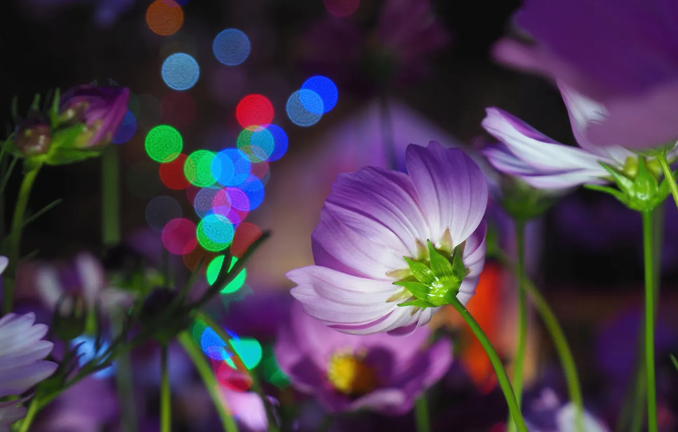 Photo wallpaper flowers, the dark background, lilac, bokeh, kosmeya, cosmos
