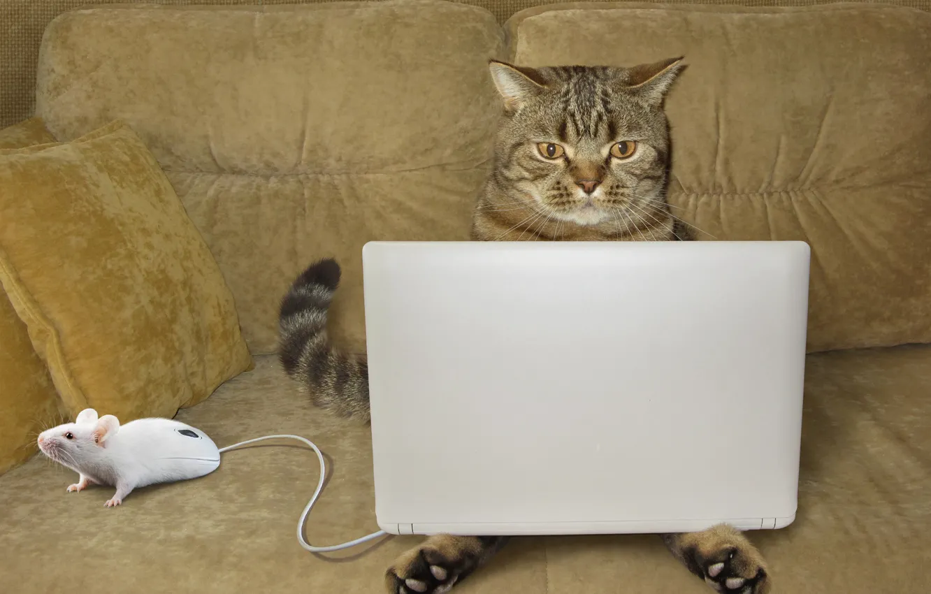 Photo wallpaper cat, mouse, laptop