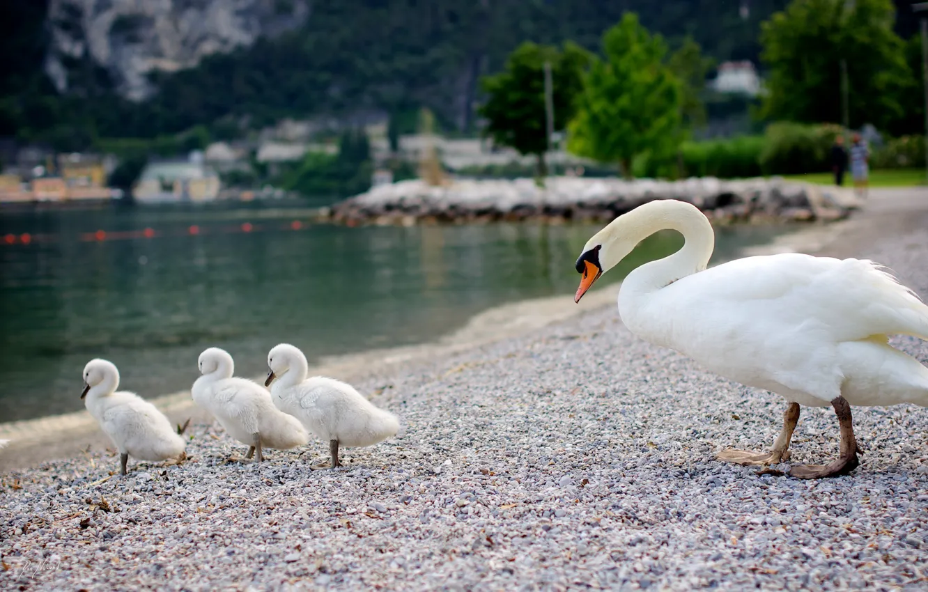 Photo wallpaper water, bird, shore, swans, Chicks, velvet, brood