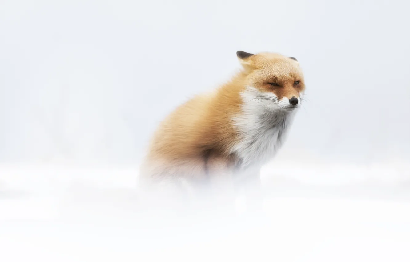Photo wallpaper winter, snow, pose, blur, Fox, the snow, white background, sitting
