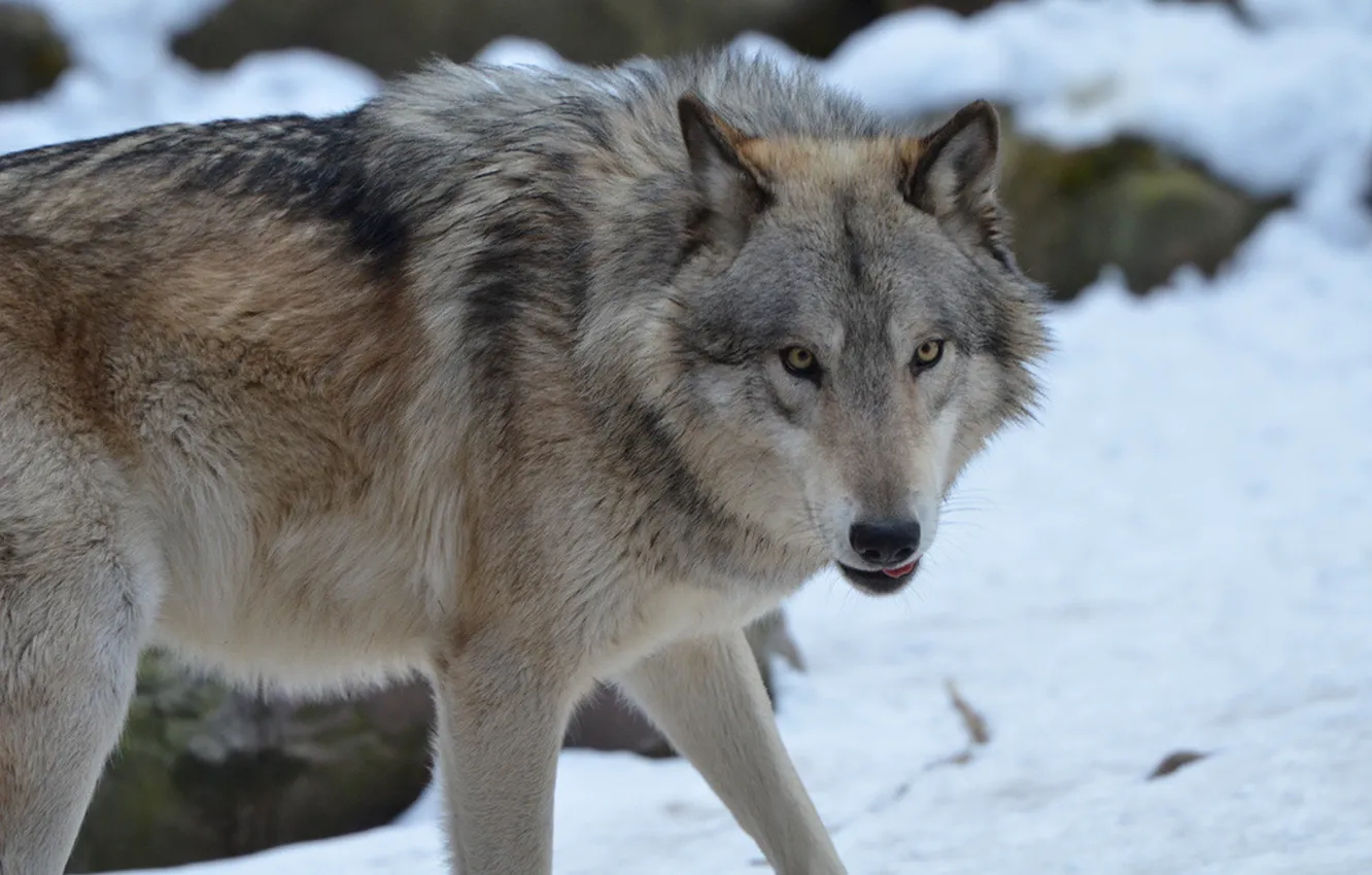 Photo wallpaper Predator, nature, animal, wolf, wildlife, portrait, portrait., Canis lupus. face