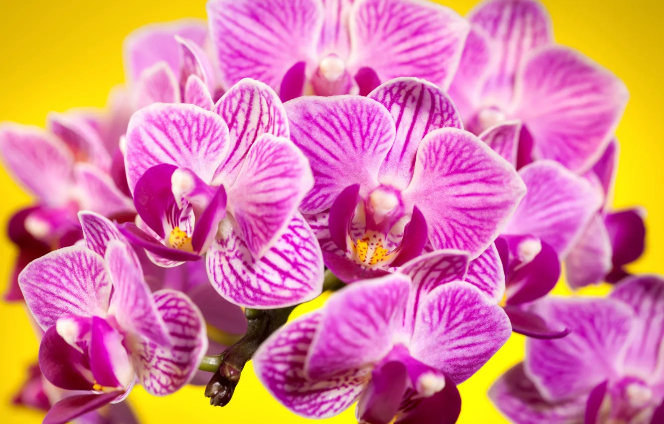 Photo wallpaper flowers, background, petals, pink, orchids