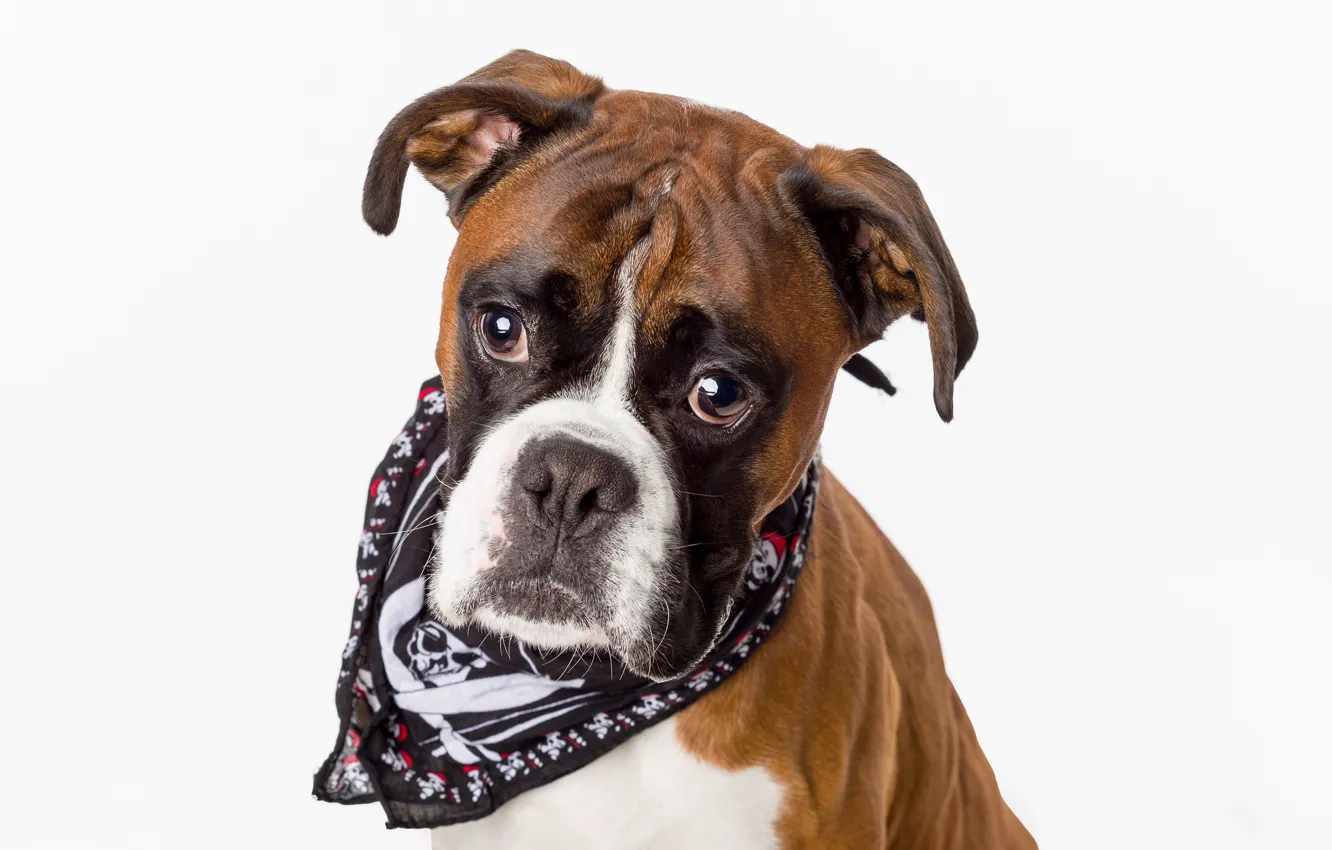 Photo wallpaper breed, dog, boxer