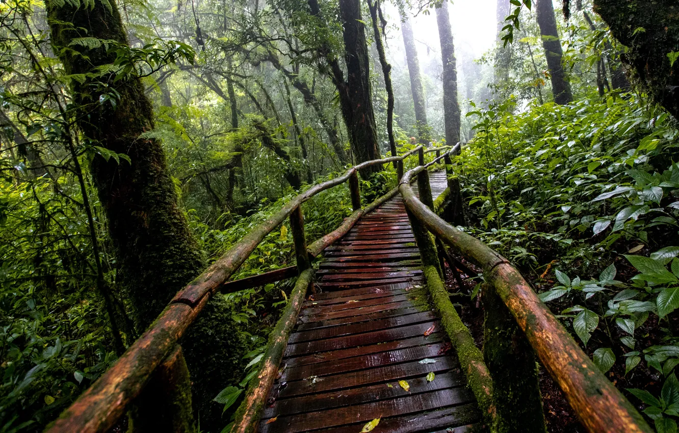 Photo wallpaper forest, trees, nature, rain, track
