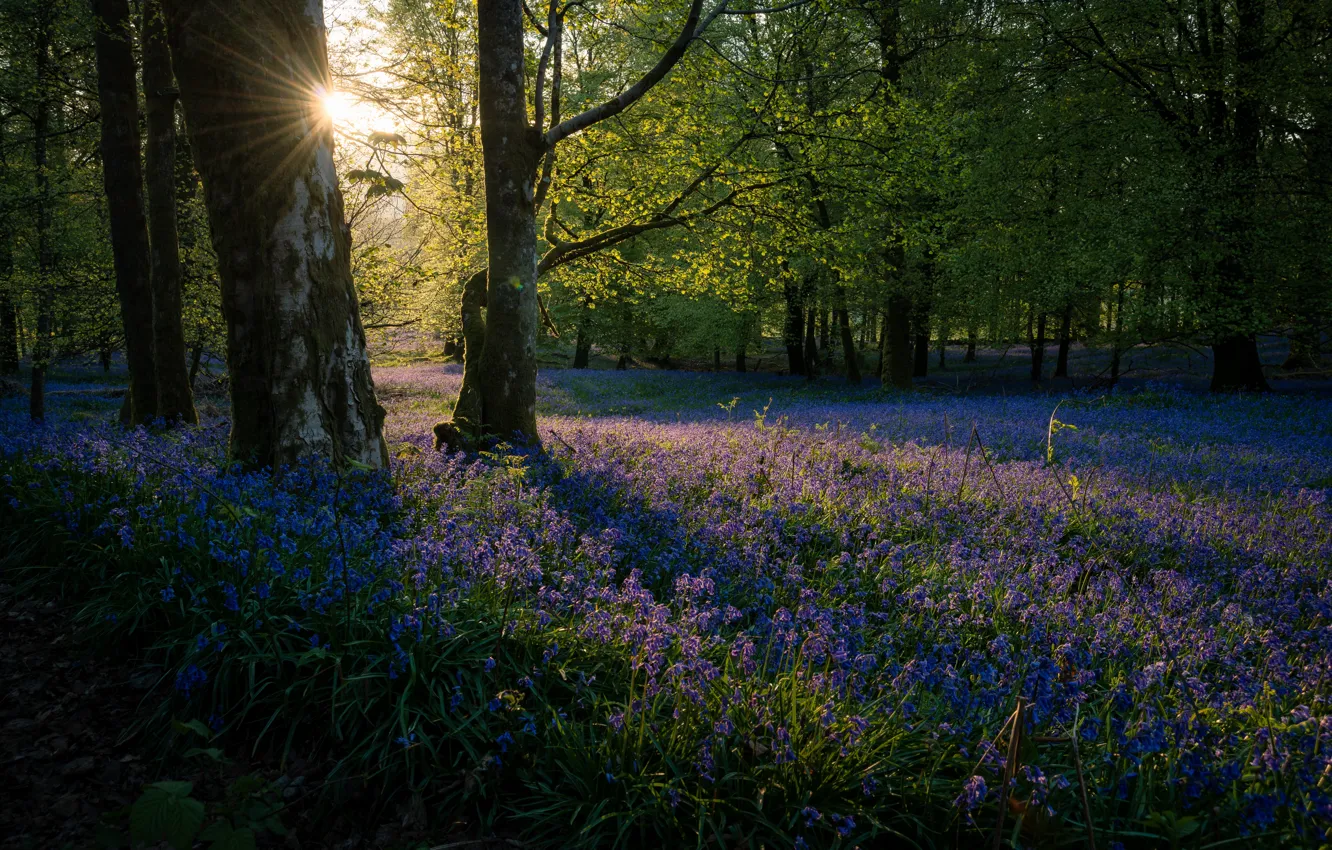 Photo wallpaper forest, summer, grass, the sun, trees, flowers, nature, plant