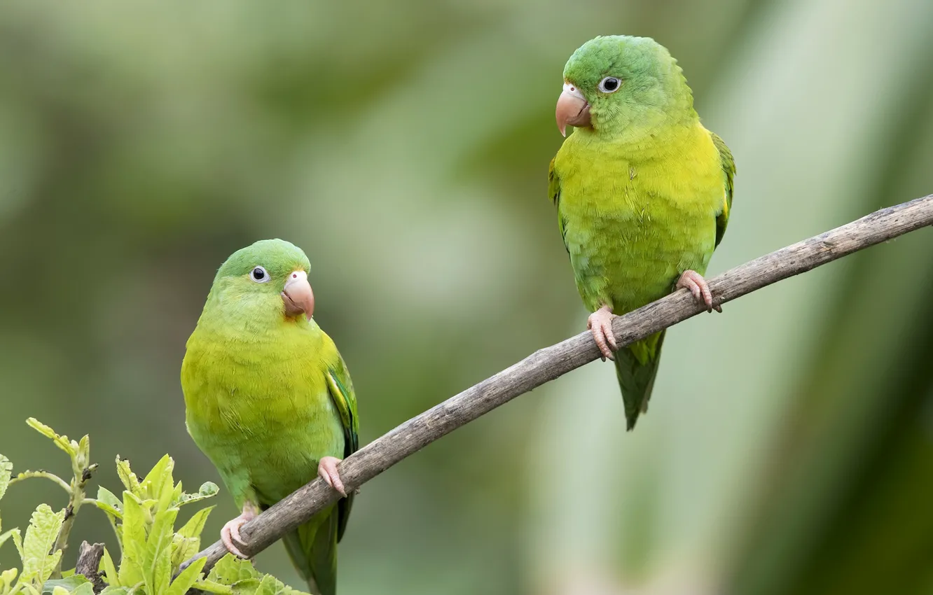 Photo wallpaper green, bird, parrot, pair