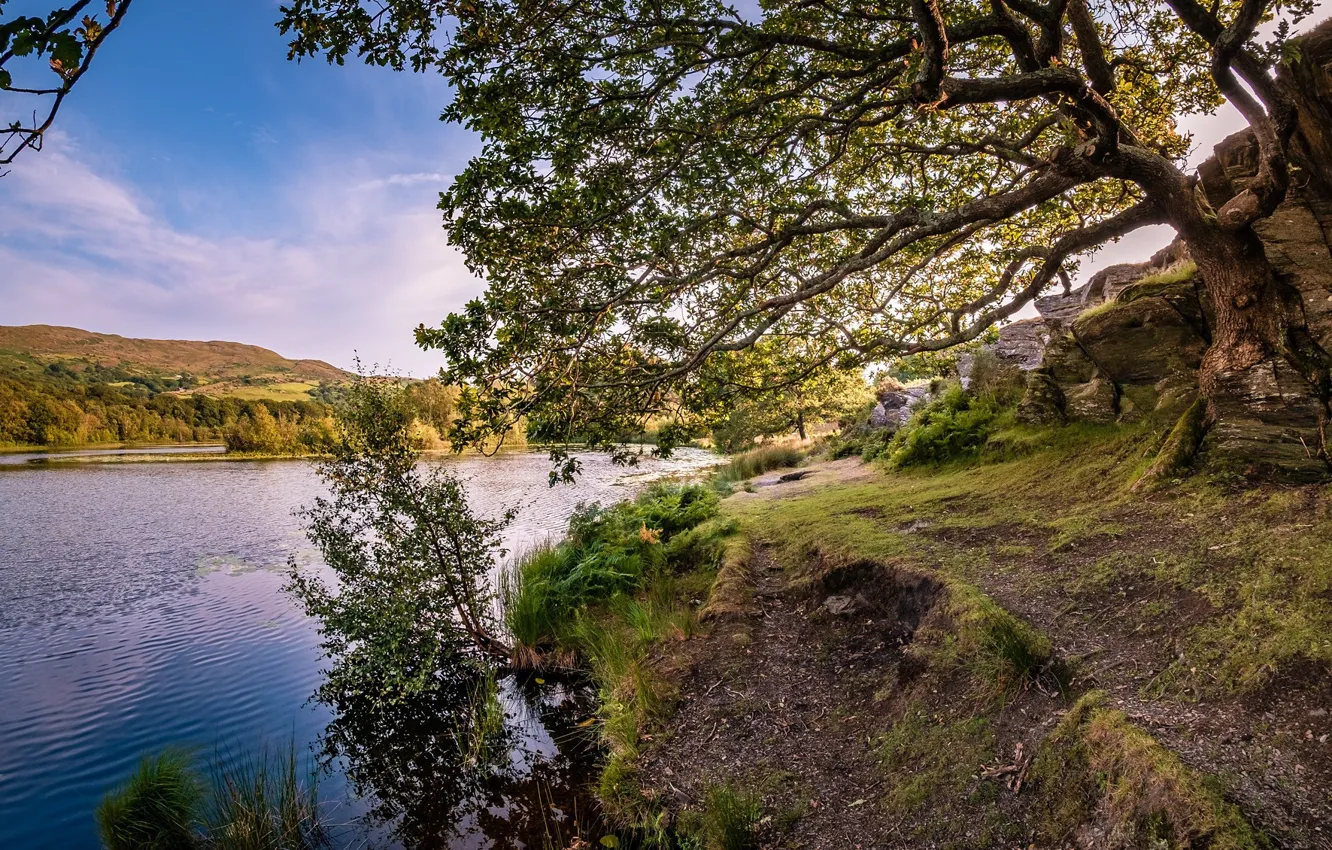 Photo wallpaper trees, nature, river, shore