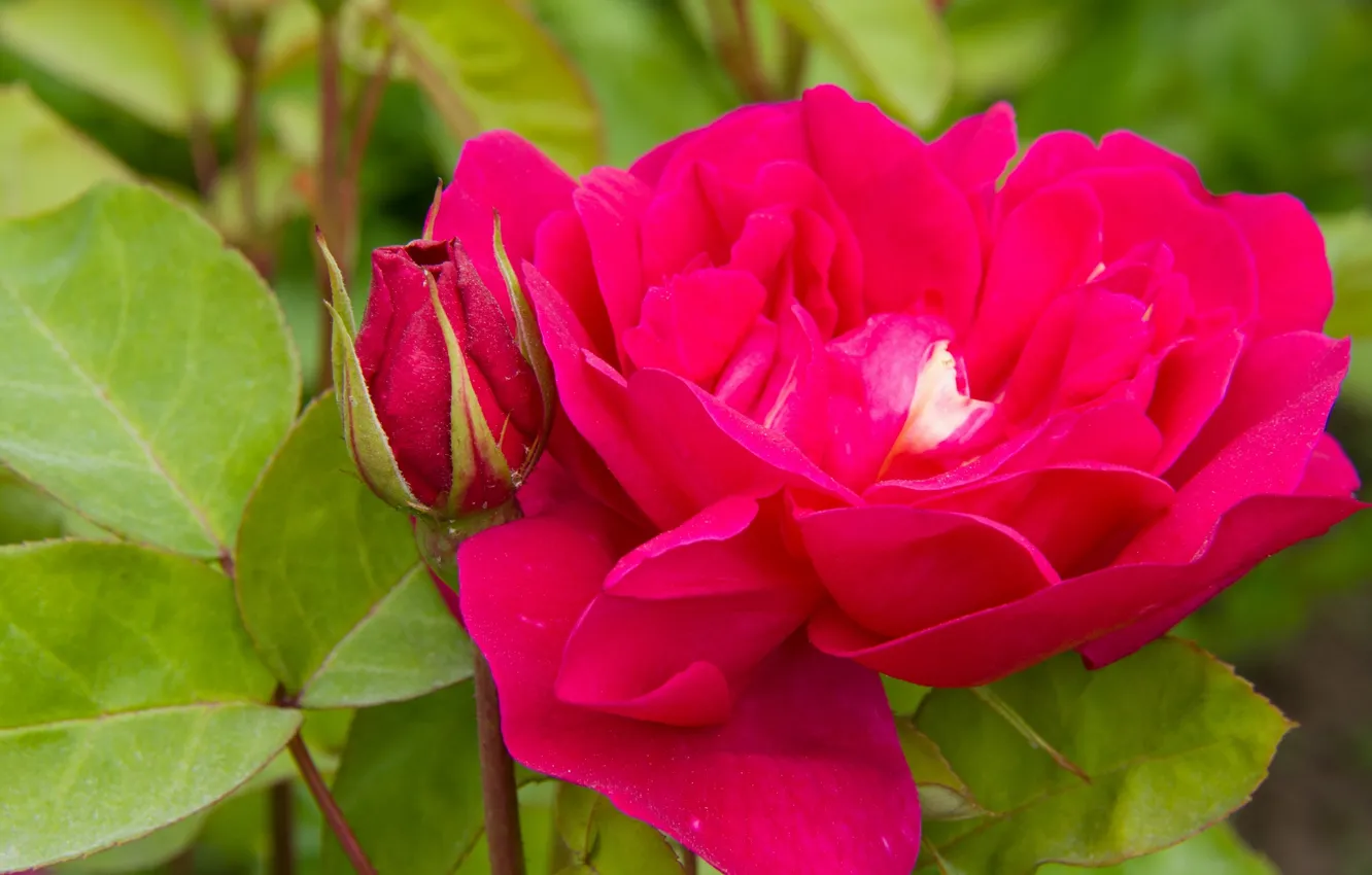 Photo wallpaper leaves, macro, roses, petals, buds