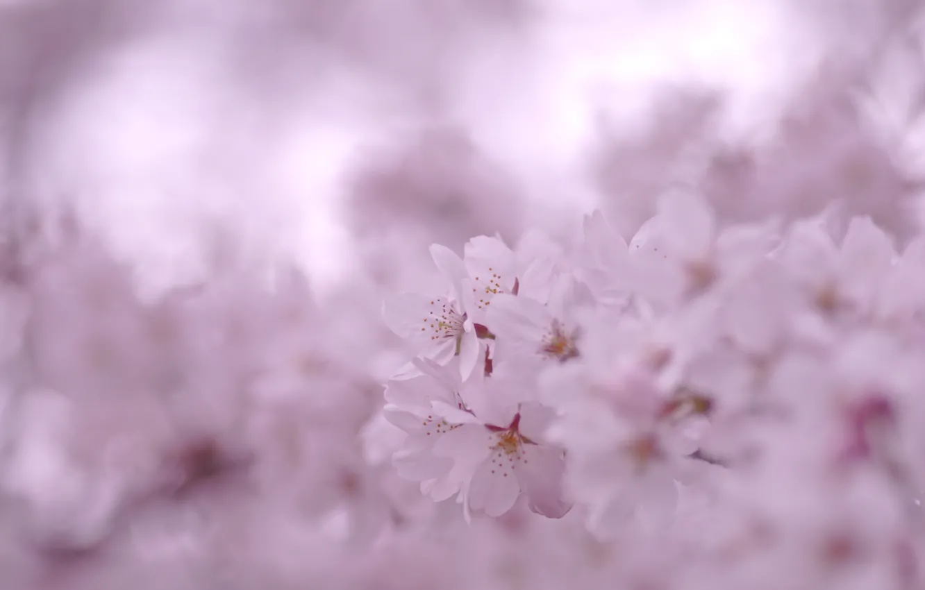 Photo wallpaper macro, flowers, branch, color, spring, petals, blur, Sakura