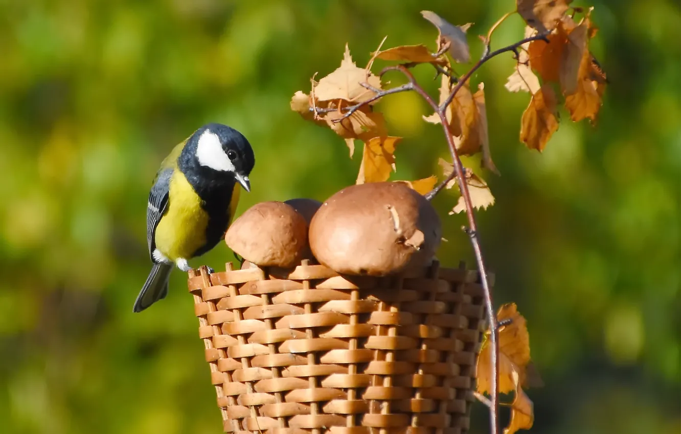 Photo wallpaper autumn, nature, bird, tit