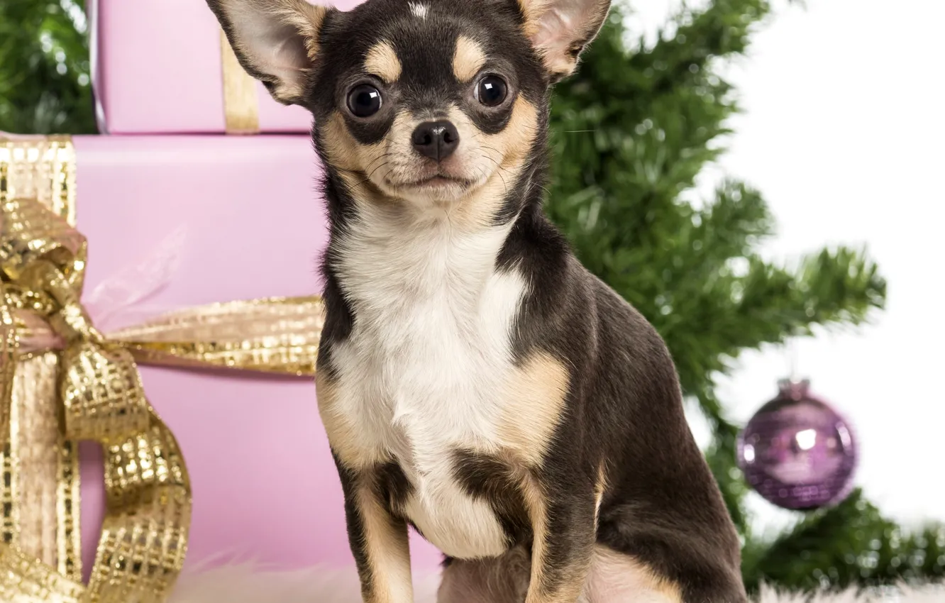 Photo wallpaper dog, gifts, New year, tree, box, Chihuahua