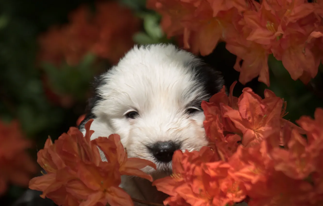 Photo wallpaper flowers, dog, muzzle, puppy, Bobtail