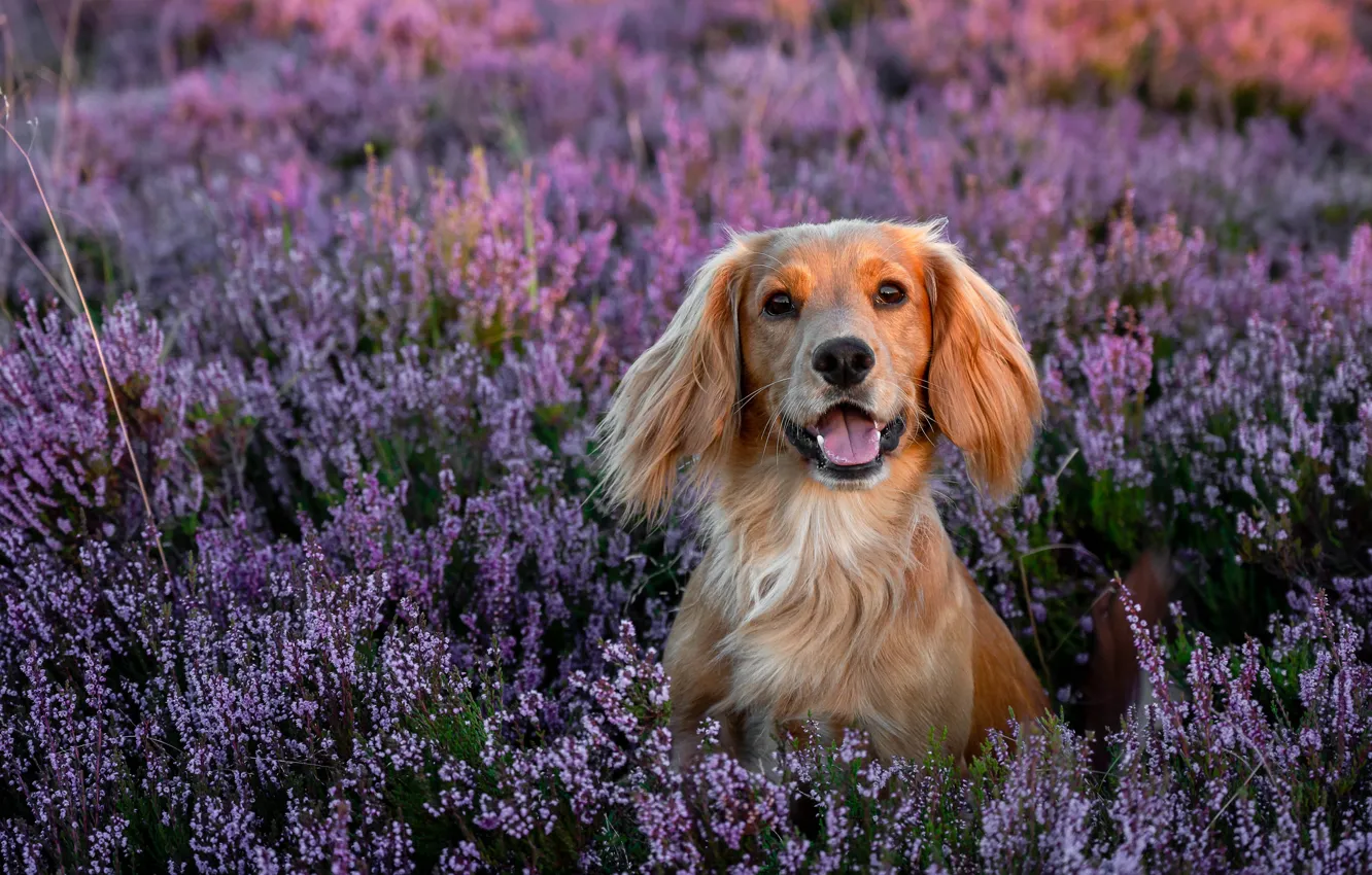 Photo wallpaper flowers, dog, Heather