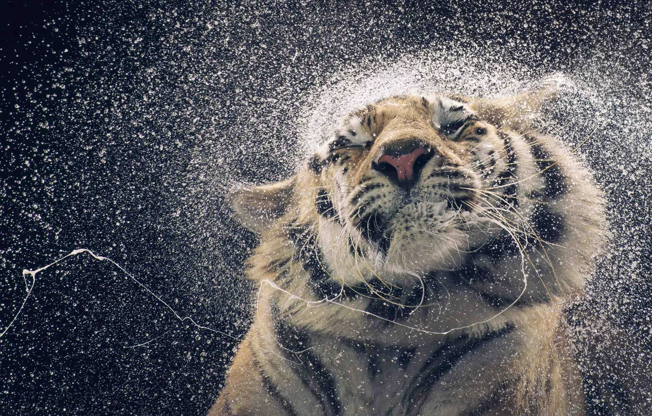 Photo wallpaper WATER, DROPS, TIGER, FACE, SQUIRT, DROOL