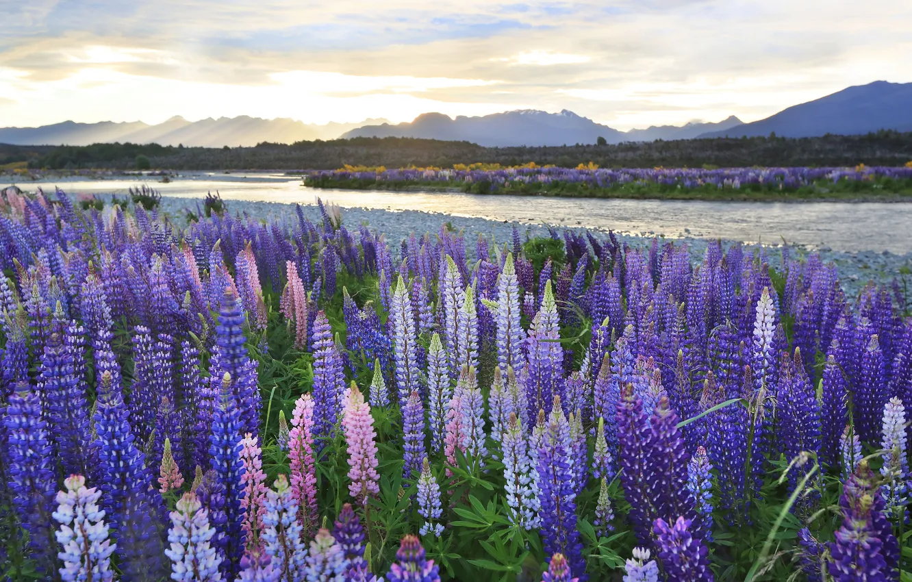 Photo wallpaper summer, the sky, clouds, light, flowers, mountains, river, shore