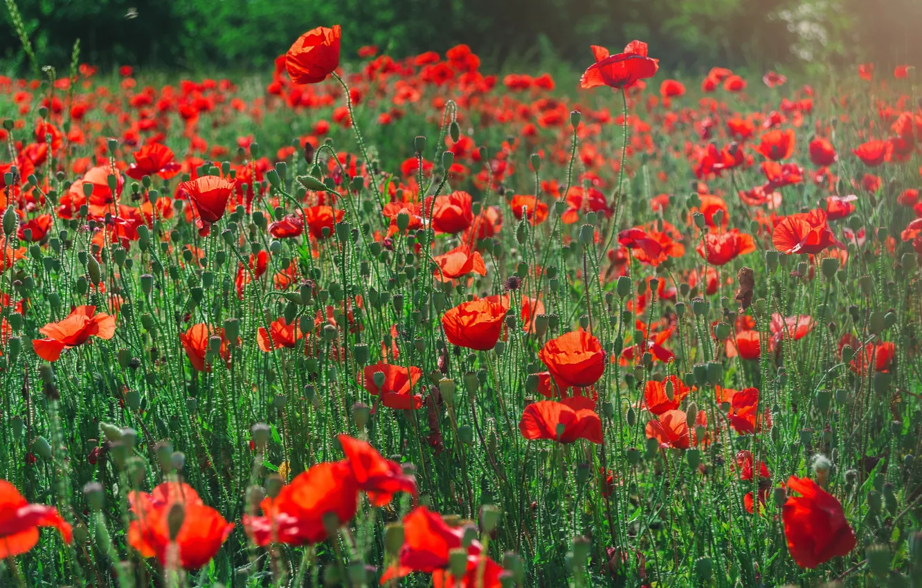 Photo wallpaper flowers, red, Maki, bokeh, poppy field