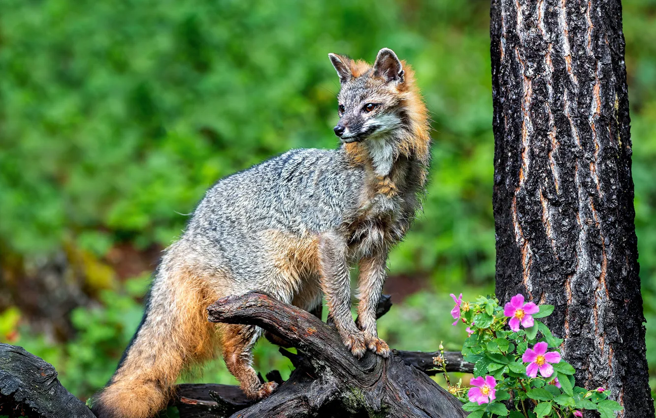 Photo wallpaper trees, flowers, pose, Fox, green background
