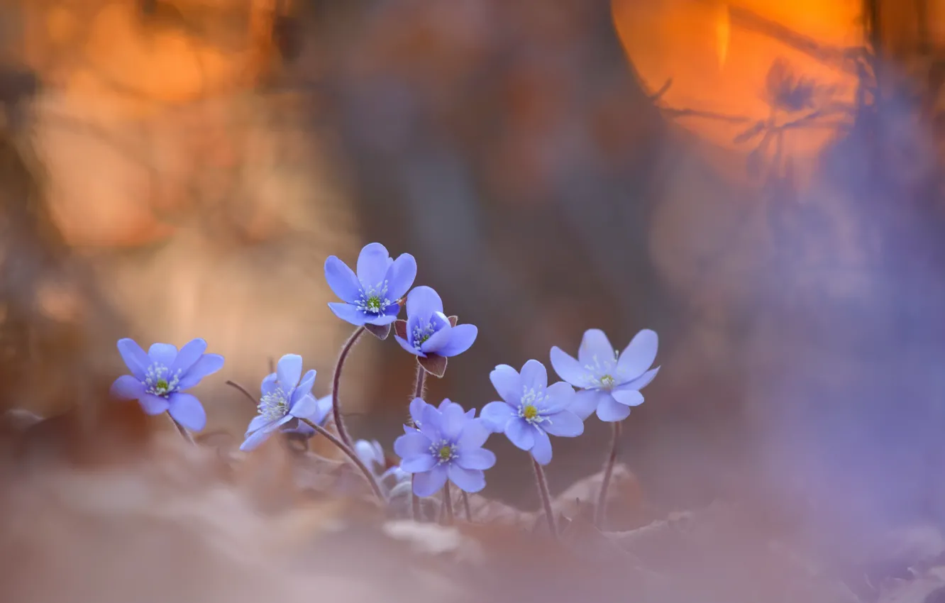 Photo wallpaper flowers, nature, spring