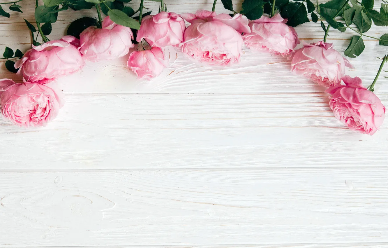 Photo wallpaper flowers, roses, pink, wood, pink, flowers, roses