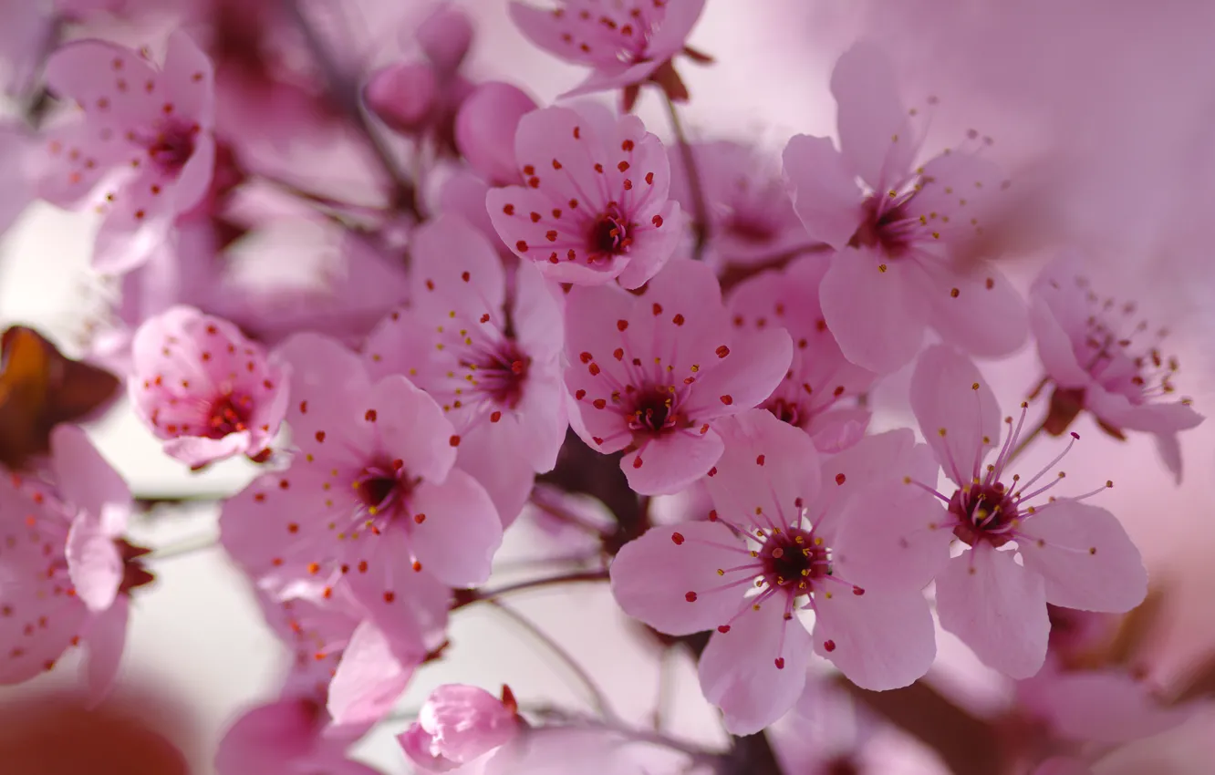 Photo wallpaper macro, flowers, branches, cherry, background, blur, spring, petals