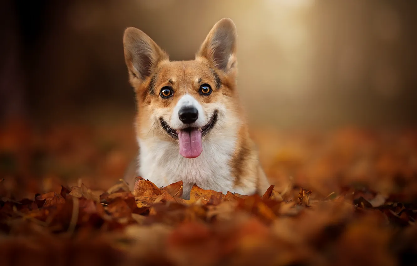 Photo wallpaper autumn, language, look, leaves, foliage, face, bokeh, doggie