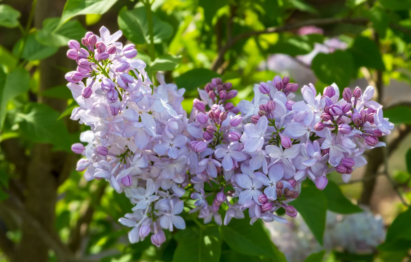 Photo wallpaper leaves, light, flowers, branches, spring, flowering, lilac, bokeh