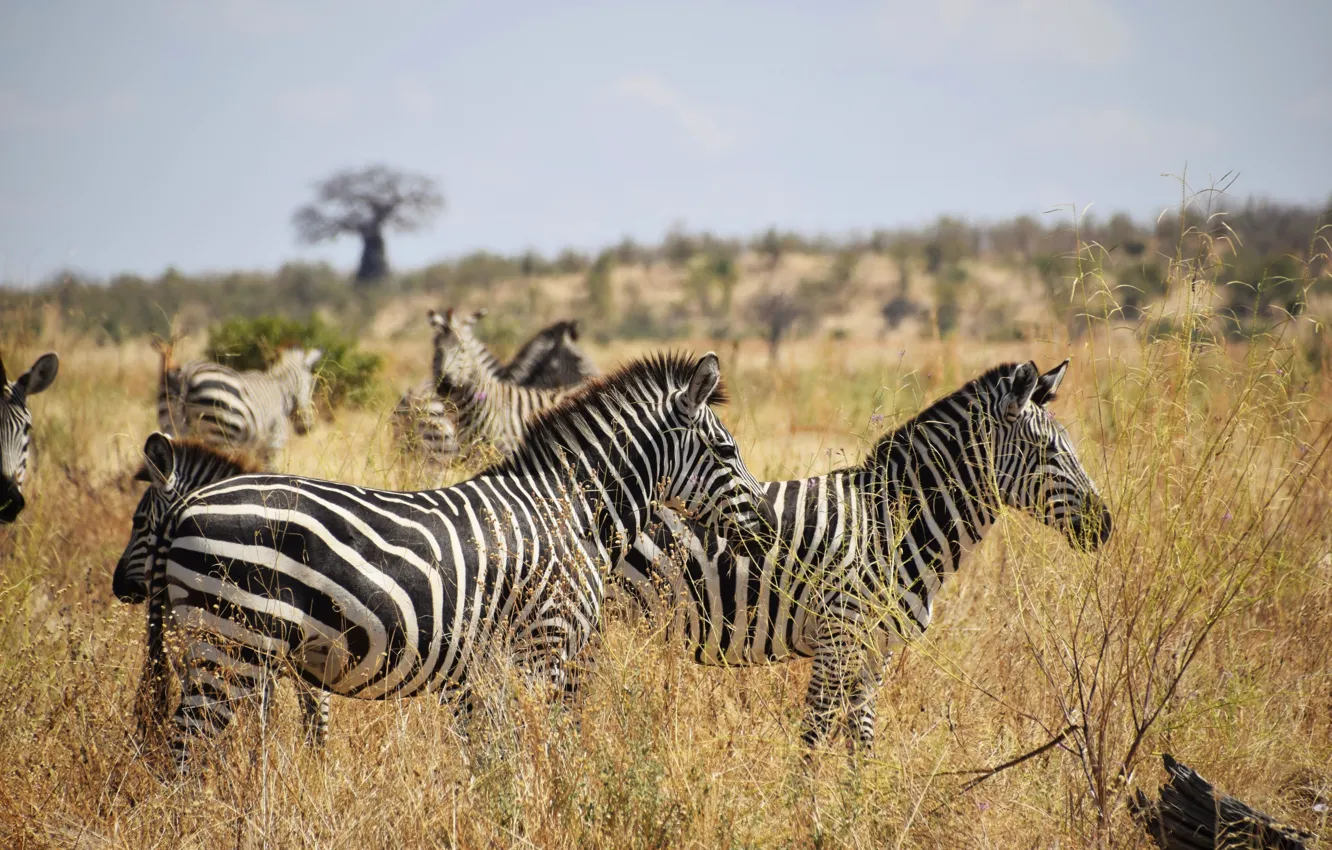 Photo wallpaper Zebra, Africa, savanna
