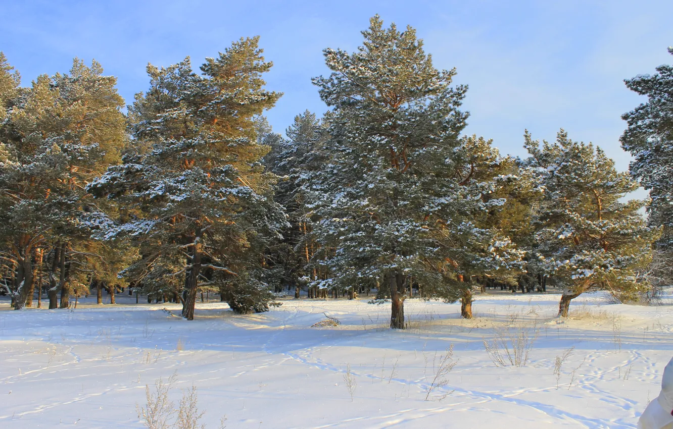 Photo wallpaper winter, forest, the sky, snow, trees, traces