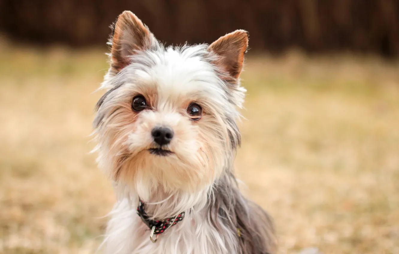 Photo wallpaper animals, dog, Yorkshire Terrier, shaggy