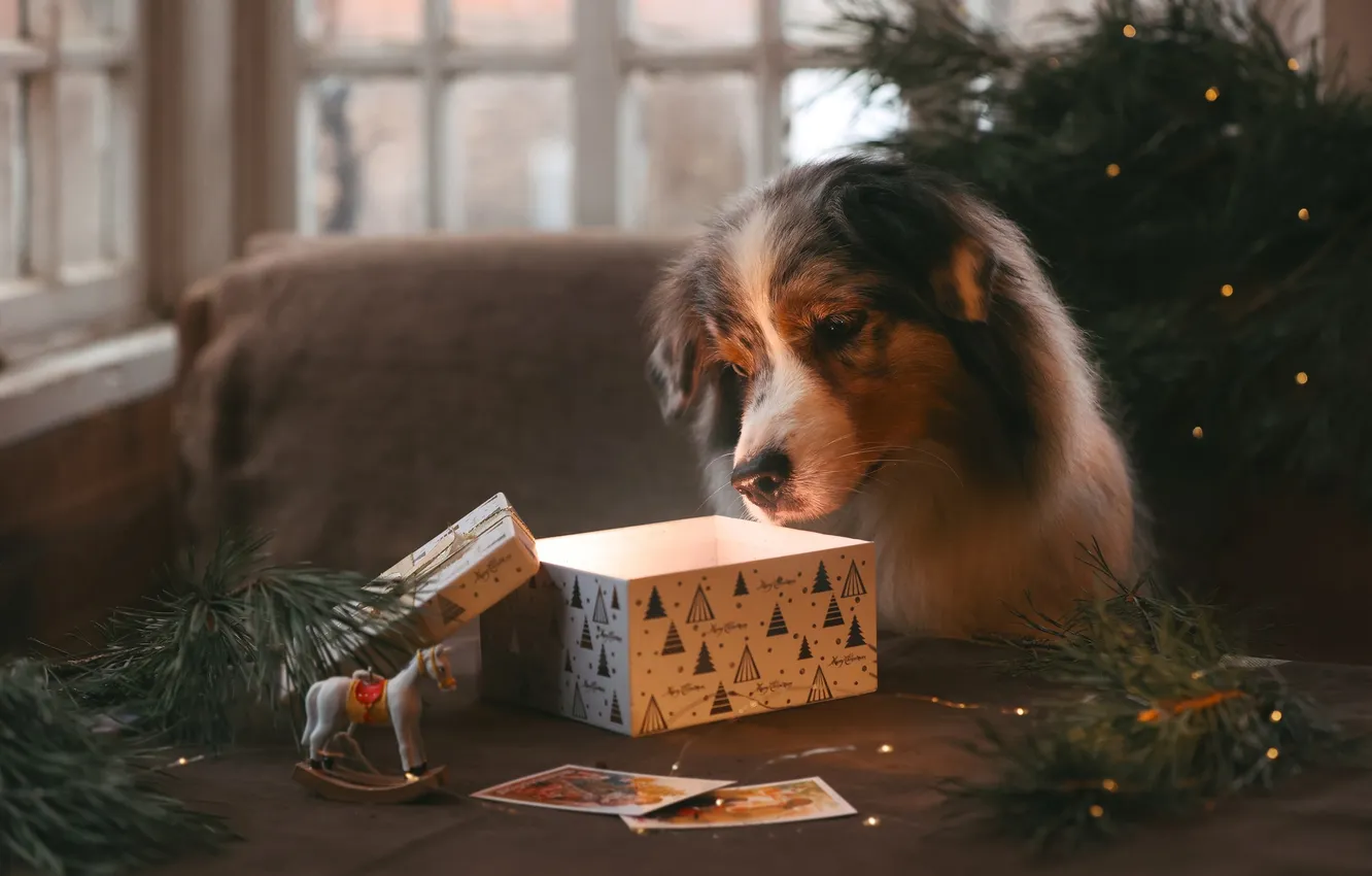 Photo wallpaper box, gift, toy, dog, New year, horse, Australian shepherd, pine branch