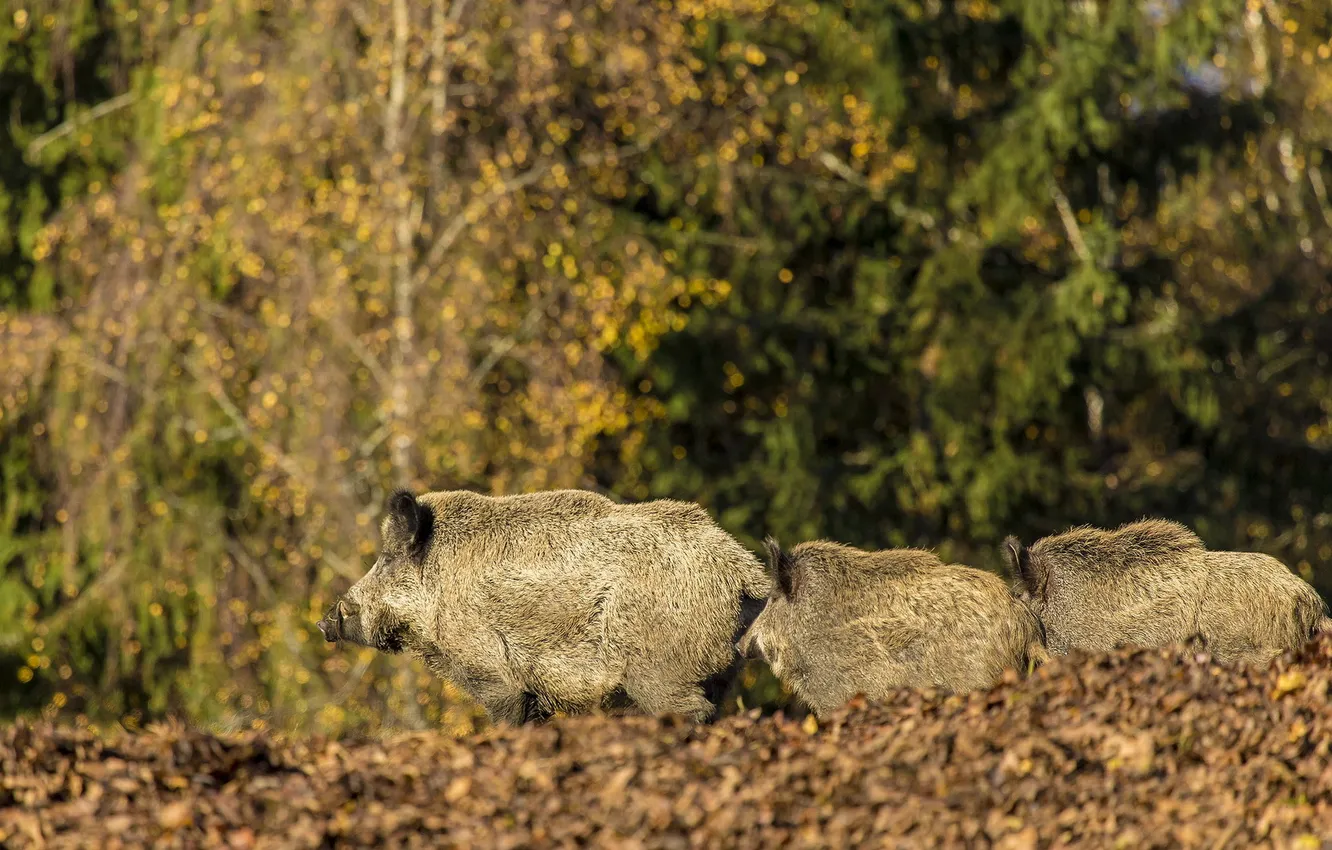 Photo wallpaper forest, nature, boars